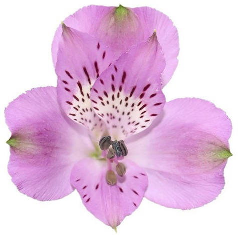 Alstroemeria lawendowa Perfection 85cm - Kolumbia