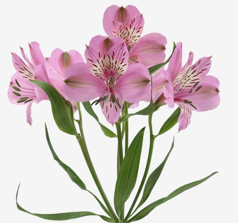 Alstroemeria lawendowa Perfection 85cm - Kolumbia