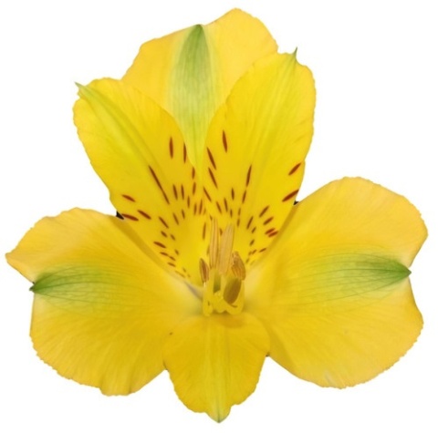 Alstroemeria żółta Perfection 85cm - Kolumbia Alstroemeria żółta Perfection 85cm - Kolumbia