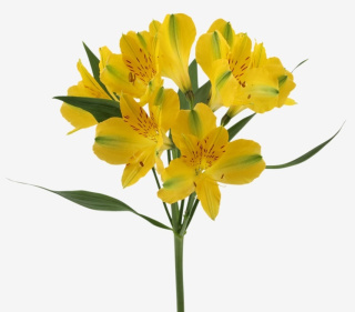 Alstroemeria żółta Perfection 85cm - Kolumbia 26DM