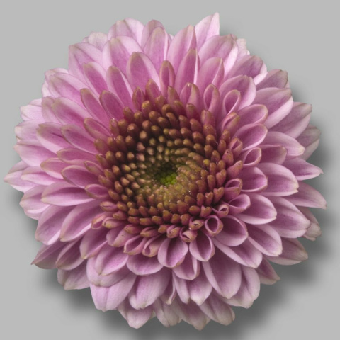 CHR S DORIA PINK 55cm - D