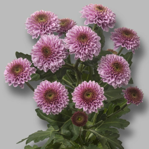 CHR S DORIA PINK 55cm - D
