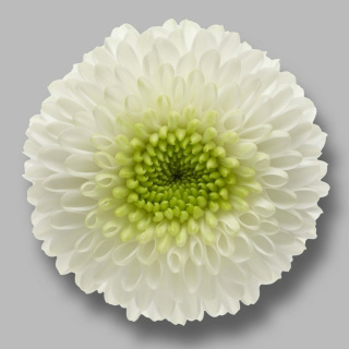 CHR S FERRY 55cm/1300g - D