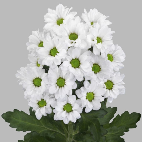 CHR S LASSIE 55cm -D