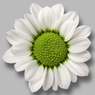 CHR S MAD LINDI WHIT 55cm/1100G - D