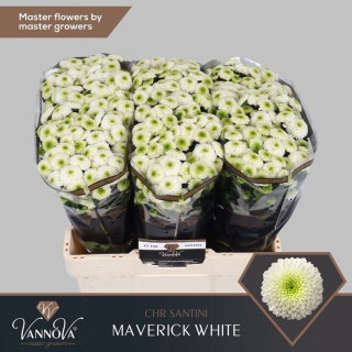 CHR S MAVERICK WHITE 55cm -D