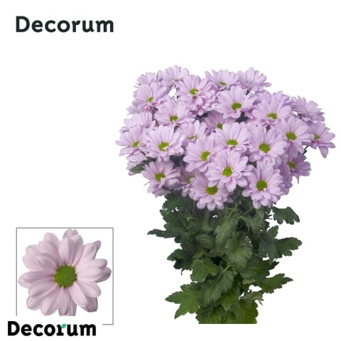 CHR T KENNEDY ROSY 70cm - D