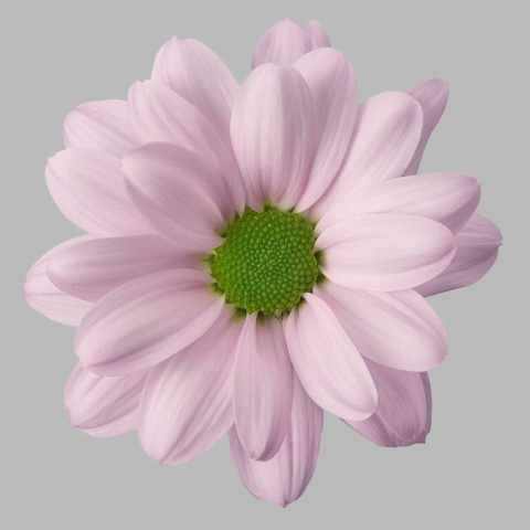CHR T KENNEDY ROSY 70cm - D