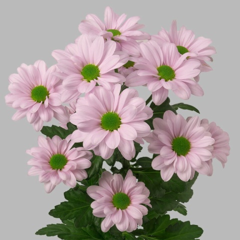 CHR T KENNEDY ROSY 70cm - D