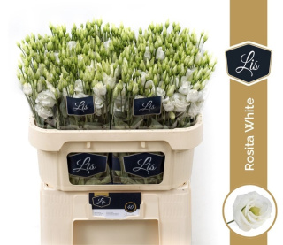 EUS G ROSI WHITE 70cm - D