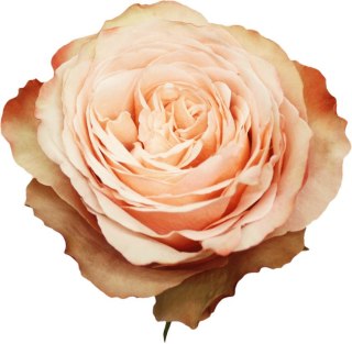 Ecuador - R Kahala 60cm