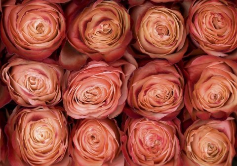 Ecuador - R KAHALA 40cm