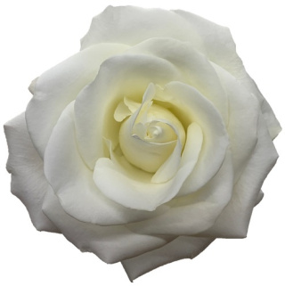 Ecuador - R TIBET 60cm