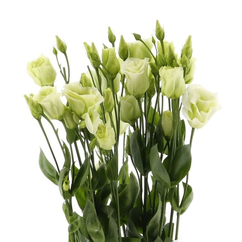 EUS G ROSI GREEN 72cm - D