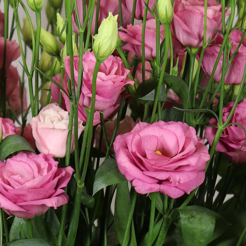 EUS G ROSITA PINK 72cm - PROMO