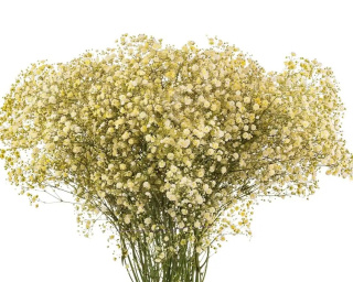 Gipsówka jasny żółty 70cm-750 gr
