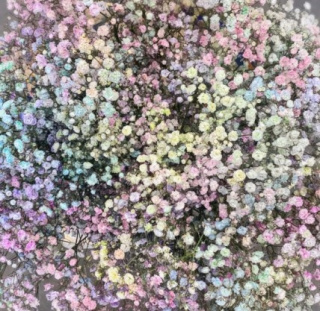 Gipsówka Rainbow 70cm-750 gr