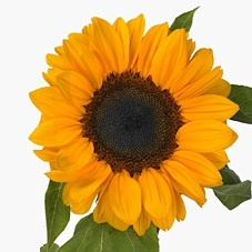 HELI VINCENTS CHOICE 80cm - D