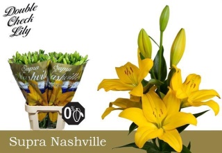 LI LA NASHVILLE 4+ 95cm - D