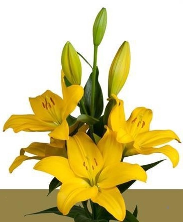 LI LA NASHVILLE 4+ 95cm - D