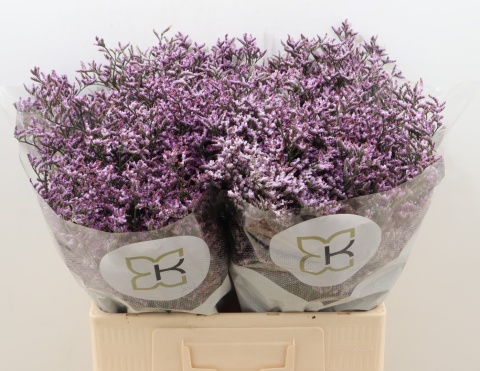 LIM SAF LILAC 60cm - D
