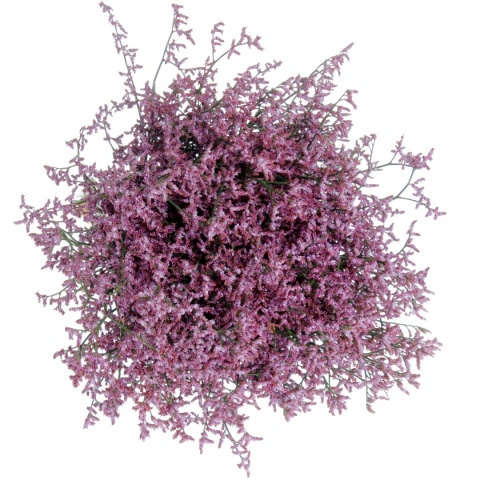 LIM SAF LILAC 60cm - D
