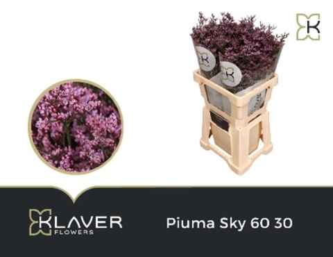 Lim Piuma Sky 70cm - D