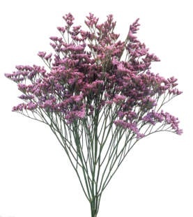Lim Piuma Sky 70cm - D