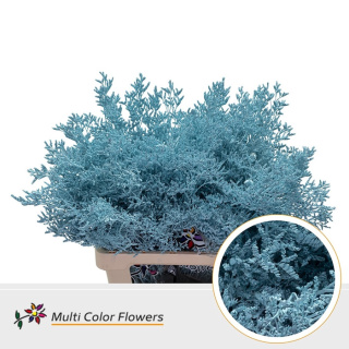 Limonium Ice Blue 70cm - D