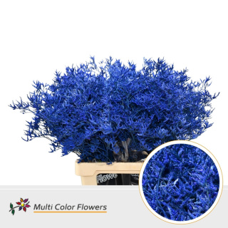 Limonium Donker Blue 70cm - D