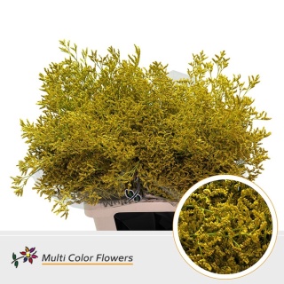 Limonium Geel (Yellow)70cm - D