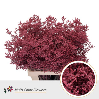 Limonium Koraal 70cm - D
