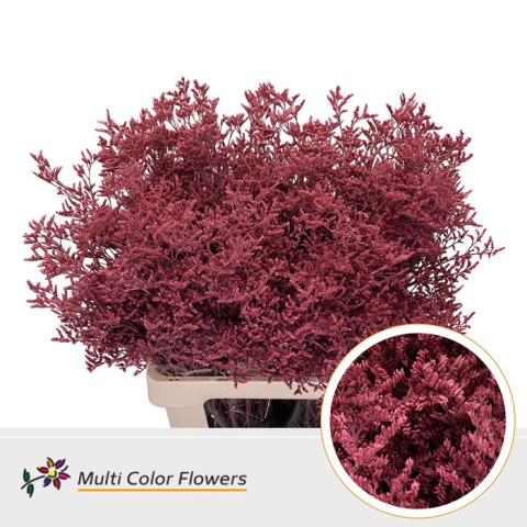 Limonium Koraal 70cm - D