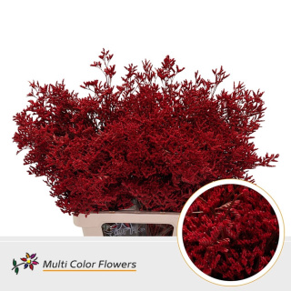 Limonium Rood 70cm - D