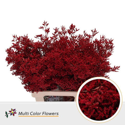 Limonium Rood 70cm - D
