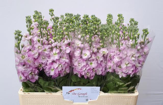 MATTH MATHILDA PINK 60cm - D