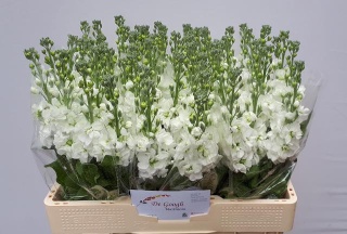MATTH STOX WHITE 58cm - D