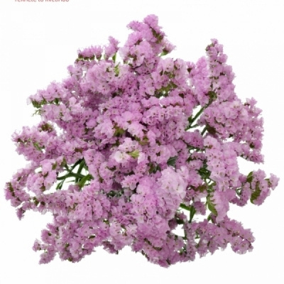 Statice Lucia Pink 80cm - D