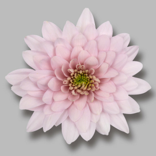CHR T PASTELA PINK 65cm - D