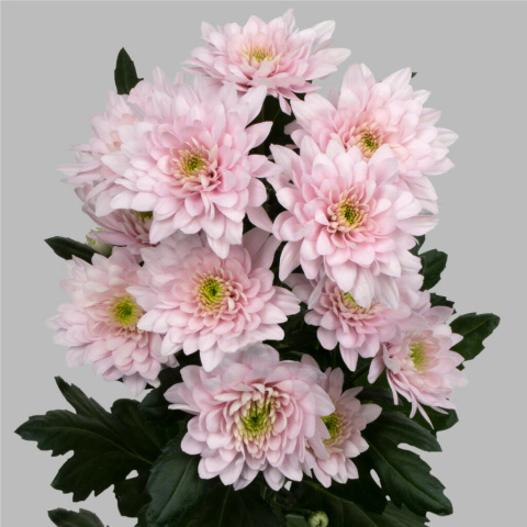 CHR T PASTELA PINK Zentoo 70cm/85g - D