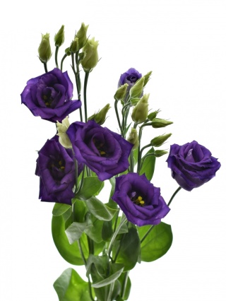 Eus G Rosita Blue 72cm - D