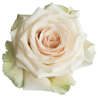 Ecuador - R CHAMPAGNER 50cm