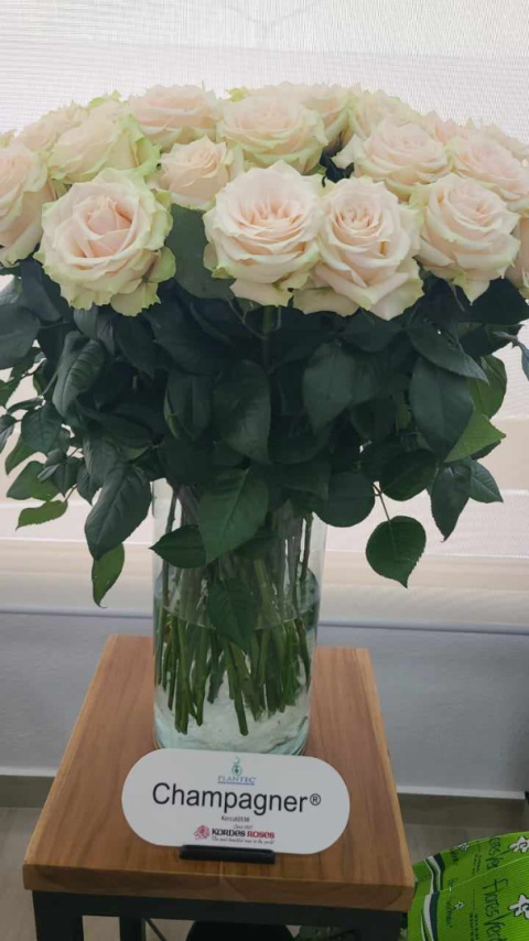 Ecuador - R CHAMPAGNER 60cm