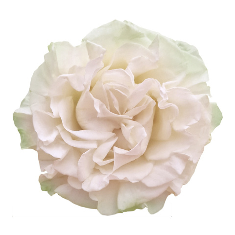 Ecuador - R Cotton X-pression 50cm