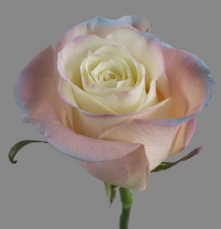 Ecuador - R GR Aurora Boreal Rose TINTED 60cm