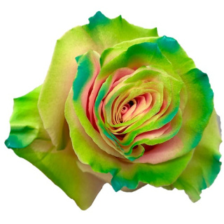Ecuador - R GR Gary TINTED 60cm