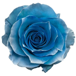 Ecuador - R GR Heaven Tinted 60cm