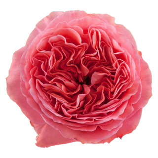Ecuador - R Garden PINK X-PRESSION 40cm