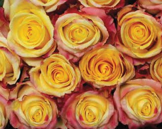 Ecuador - R Optica Sunset 50cm
