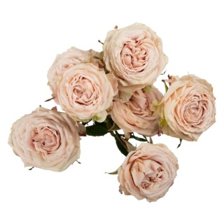 Ecuador - R TR Be Generous Premium 60cm